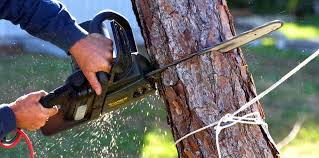 Best Tree Disease Treatment  in Arvin, CA