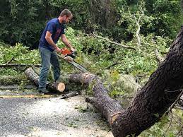 Best Tree Removal  in Arvin, CA